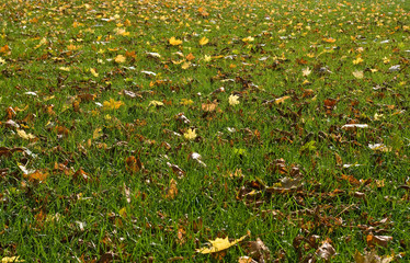 Wall Mural - image of autumn leaves in the park on the grass