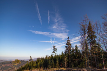 landscape with trees and blue sky