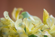 Yellow Peruvian Lilies