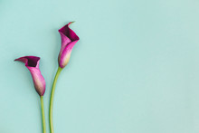 Beautiful Violet Calla Lilies On Turquoise Background.