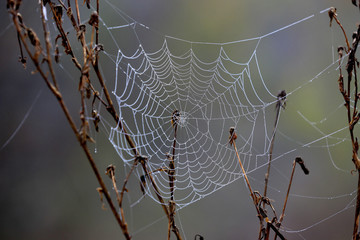 spider web in dew