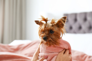 Canvas Print - Woman petting her Yorkshire terrier dog, closeup