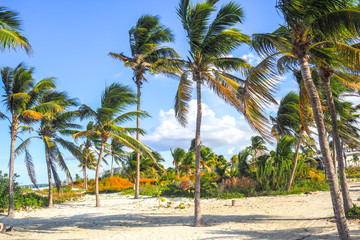 Wall Mural - Beach in Cayo Guillermo de Cuba