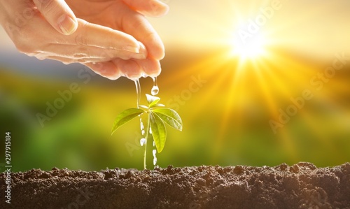 Fotomural Growth of new life on background