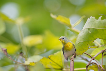 Wall Mural - A Northern Parula stretches tall to look out from behind a leaf in soft overcast light.