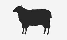Sheep. Sheep Silhouette Isolated On White Background. Vector Illustration