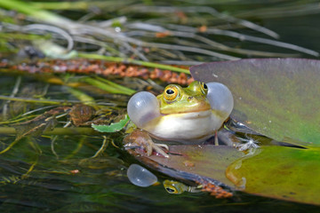 Sticker - Pool frog (Pelophylax lessonae) in Polesie National Park, Poland - Kleiner Wasserfrosch (Pelophylax lessonae) im Nationalpark Polesie, Polen