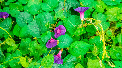 Poster - flores morados con hojas verdes