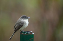 An Eastern Phoebe Perched On A Green Metal Pipe With A Smooth Background.