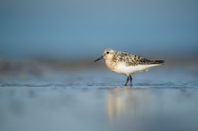 A Sanderling Stands On A Wet Sandy Beach In The Bright Sun With Its Reflection And A Smooth Foreground And Background.