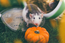 Pet Rat With Pumpkin And Autumn Leaves 