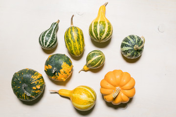 Poster - many pumpkin and squash selection