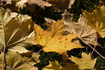 Closeup yellow maple leaves on green grass in the park on a nice and beautiful autumn day (selective focus), with copyspace for your text