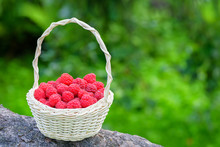 Red Raspberries. Raspberries In Basket On The Table. Ripe Berry. Vintage Basket With Raspberries In The Garden. Healthy And Tasty Food.