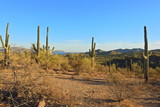 Fototapeta  - Sonoran desert landscape, Mesa, Arizona.