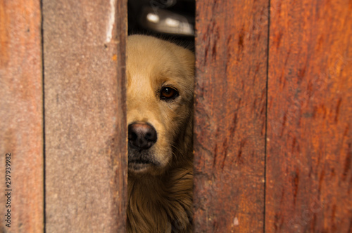 Fotomural Perro observando a través de la puerta