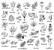 Ink vector vintage illustration whit plats used in cosmetic, medicine and aromatherapy. Big set with 30 various thypes. Black and white sketchy engraving style. Fruits, herbs, spices and vegetables.