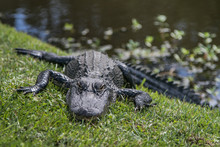 Small Alligator Resting And Warming Up On Grass Near Water.