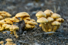 Close Up Of A Small Cluster Of Jack O' Lantern Mushrooms (omphalotus Illudens).  Jack O' Lantern Mushrooms Are Inedible Due To Their Toxicity To Humans.