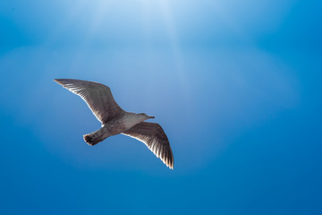 Wall Mural - Seagull under the sun