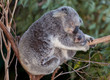 koala mum and baby