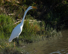 Great Egret Opening His Beak, Seen In The Wild In A North California Marsh