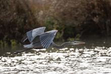 Great Blue Heron Flying In The Wild In North California 