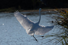 Great Egret Landing In Beautiful Light, Seen In The Wild In A North California Marsh 