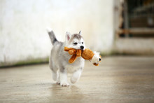 Siberian Husky Puppy Gray And White Colors Play With Doll. Puppy Hold Toy In Mouth And Run.