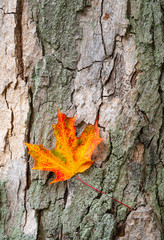 Wall Mural - colorful autumn maple leaf against tree bark