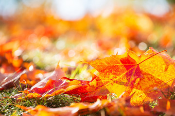 Wall Mural - closeup of bright and colorful autumn maple tree leaves on the ground. fall nature background with c