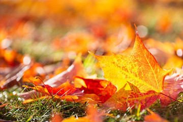 Closeup of bright and colorful autumn maple tree leaves on the ground. Fall nature background with copy space.