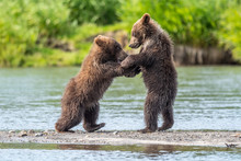 Ruling The Landscape, Brown Bears Of Kamchatka (Ursus Arctos Beringianus)
