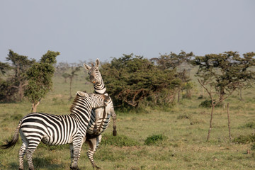 Zebras (Equus quagga)  - Kenya	