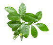 © studybos - green lemon leaves on a white background