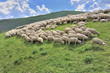 flock of sheep grazing in alpine mountain