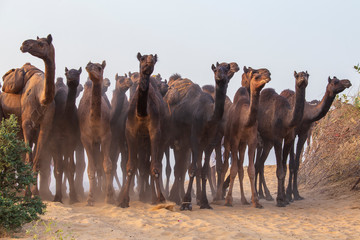 large herd of camels in desert thar during the annual pushkar camel fair near holy city pushkar, raj