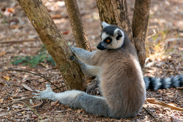 Wall Mural - Lemur Catta (Maki), endemic monkey of Madagascar 