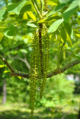 Walnut twig with yellow-green male catkins close up detail, bright green spring leaves background