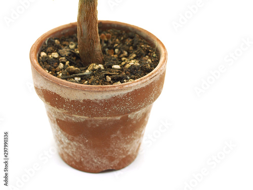 植物 アドビストックのデザイン かべいろ Com おしゃれ壁紙リフォーム貼り替え インクジェット壁紙のかべいろ Com