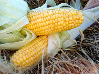 Fresh corn ears with leaves. Two big ripe mature yellow cob.