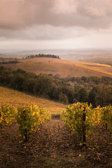 Wall Mural - Chianti region in Florence Province, Tuscany, Italy