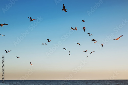 Fotomural Flock of seagulls flying in the sky