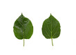 Green mulberry leaf isolated on white background - natural leaf background