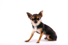 Studio Shot Of Mini Chihuahua With Big Ears & Bulging Eyes Sitting Over Isolated Background. Portrait Of Short-haired Black White And Brown Miniature Doggy. Close Up, Copy Space.