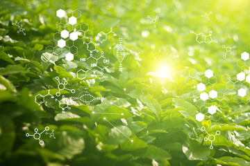 Wall Mural - biology laboratory nature and science, plants with biochemistry structure on green background.