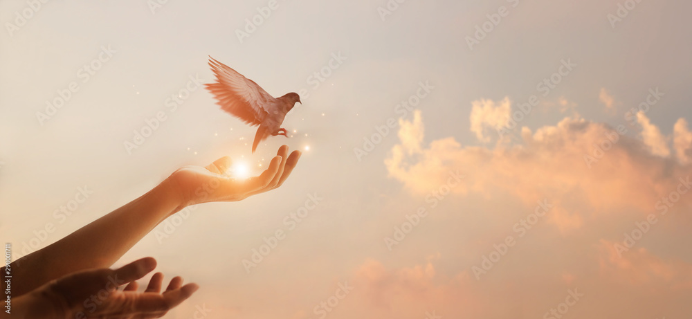 Woman praying and free bird enjoying nature on sunset background, hope concept - obrazy, fototapety, plakaty 