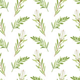 Fototapeta Sypialnia - Watercolor tea tree leaves, flowers seamless pattern. Hand drawn botanical illustration of Melaleuca. Green medicinal plant isolated on white background. Herbs for cosmetics, textile, package
