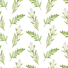 Watercolor Tea Tree Leaves, Flowers Seamless Pattern. Hand Drawn Botanical Illustration Of Melaleuca. Green Medicinal Plant Isolated On White Background. Herbs For Cosmetics, Textile, Package