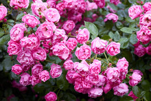 Bush Of Beautiful Bright Pink Roses